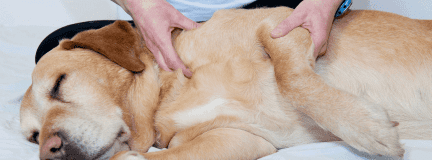 Massage chien